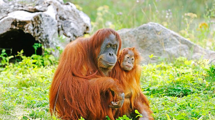 Furuvik orangutang