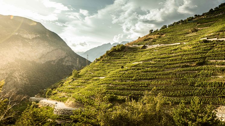 Weinberg in Visperterminen, Wallis (c) Valais/Wallis Promotion - Christian Pfammatter