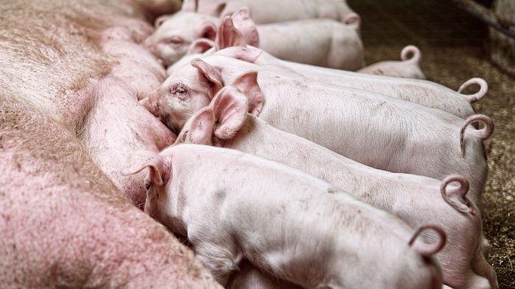 Økt overlevelse og effektivitet i svineproduksjonen