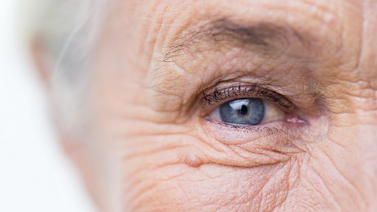 Ögats muskler kan ge möjlig nyckel till försvar mot ALS