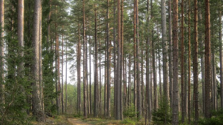 Tionde plats i Sveriges bästa trädbild - Urban Imberg