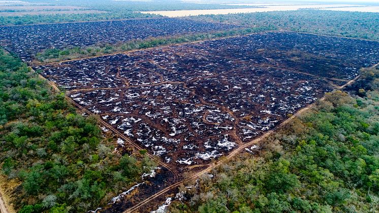 Store mængder skov bliver hvert år ryddet i Chaco-området i Sydamerika for at give plads til sojaproduktion. Foto: Mighty Earth 