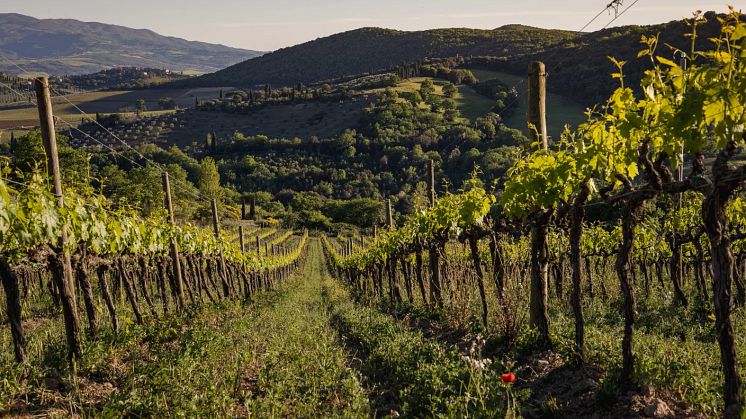 San Polo Vignavecchia i Montalcino