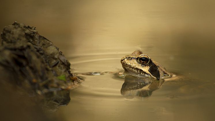 Vanlig groda (Rana temporaria).