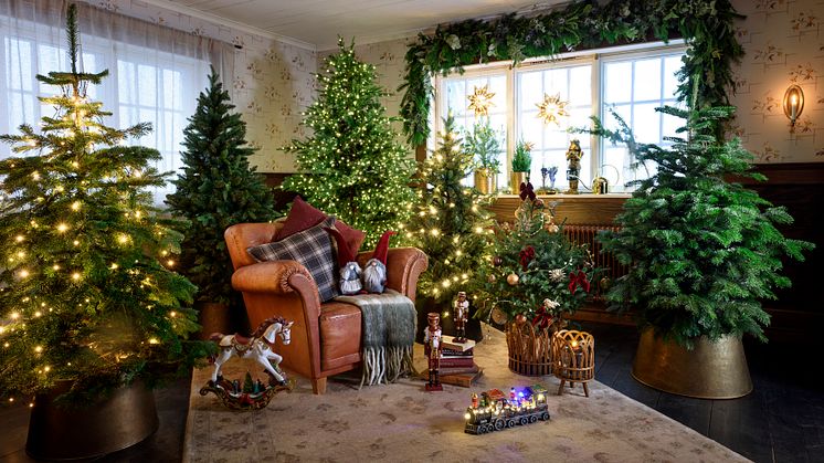 Juletreet er like viktig – Åtte av ti nordmenn oppgir at de planlegger å ha juletre i år