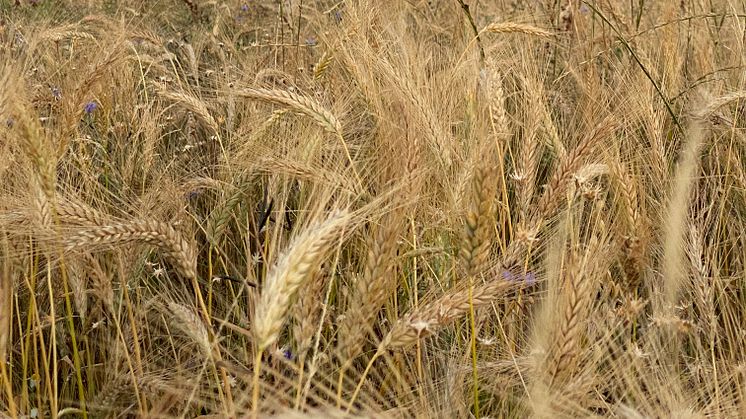 Biodiversité dans un champ de céréales (Photo: Lin Bautze)