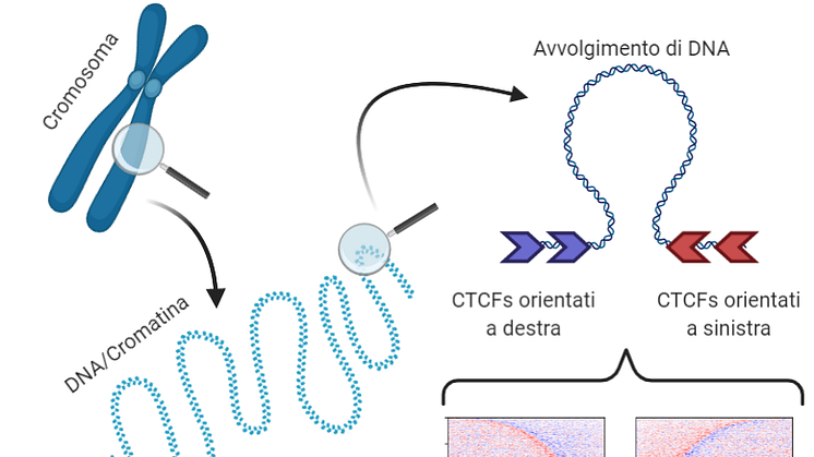 CTCF proteins isolate the various topological DNA domains. The study found that topological domains can be divided into two sections with specular grammatical sequences, delimited by two "barriers" and with a "reversal point" in the middle separating