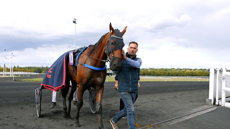 Bel Avis från Jean–Michel Bazires framgångsrika stall har fått en inbjudan till Hugo Åbergs. Foto: Maria Holmén/TR Bild.