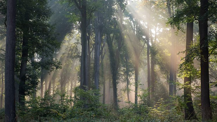 We chose to symbolise the forests of our planet on the cover of the Sustainability Report with a picture of the Pont-Sainte-Maxence forest in northern France taken by one of our own employees.