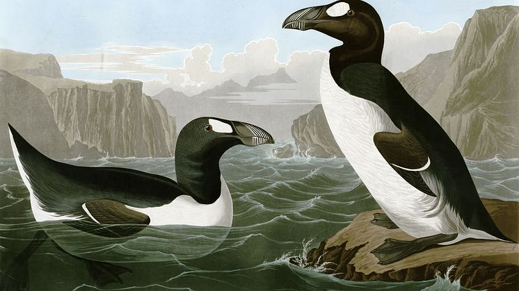 Den uddøde gejrfugl, som indtil midten af det nittende århundrede var almindelig i hele Nordatlanten. Men tre islandske fiskere - hyret af en dansk fuglesamler - slog det sidste gejrfuglepar ihjel i 1844.