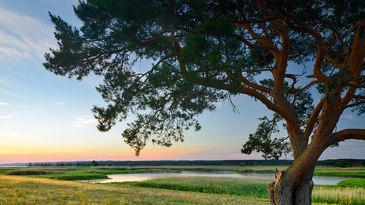 Schwedt Oder Schwedt Nationalpark Unteres Odertal © Francesco Carovillano