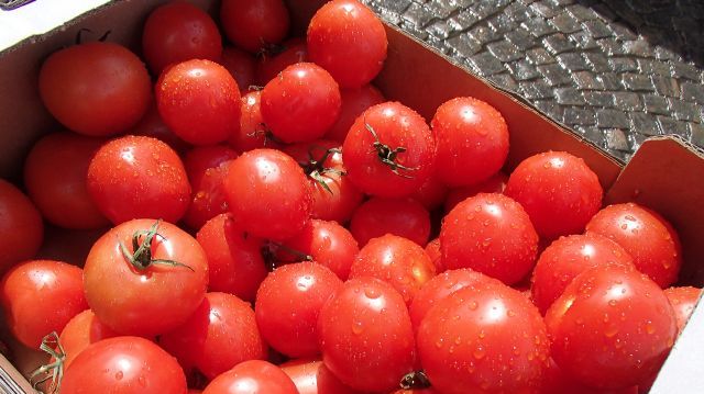 Tomatskörden var rekordstor 2020. Foto: Lena Clarin