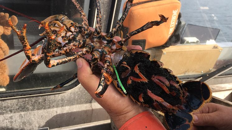 Fångade humrar märktes med gröna sk Floy Anchor Tags med individuella nummer och återutsattes på fångstplatsen.  Foto: Baldvin Thorvaldsson, SLU Aqua 