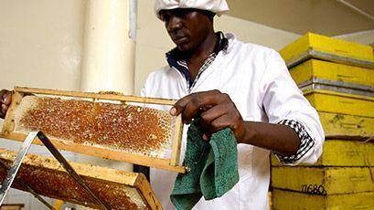 Honey Bees blev vinnare av Nestlés Creating Shared Value Pris 2014