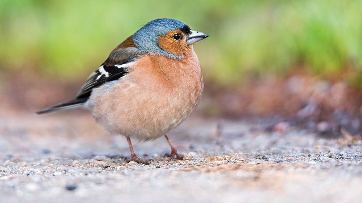 Der Buchfink ist einer der häufigsten Vogelarten in Mitteleuropa.