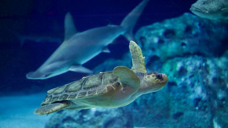 Danmarks eneste havskildpadde flytter ind på Den Blå Planet