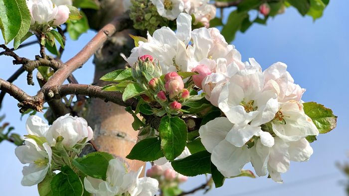 Äppelblomning 