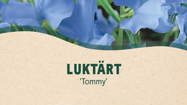 14. 'Tommy' - Blomsterlandet
