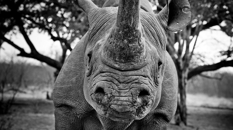 Svart noshörning i Zimbabwe