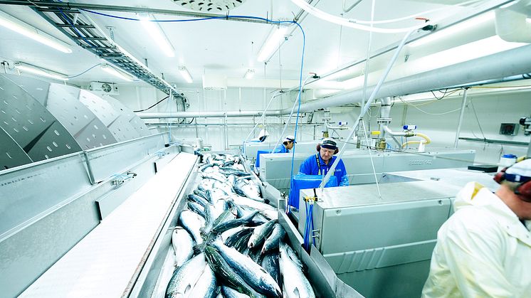 Modest fall for Norwegian salmon exports