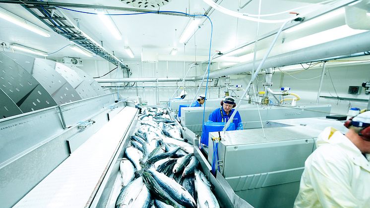 salmon processing in Norway