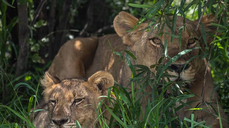 Mød "The Big 5" i deres naturlige habitat på Afrika safari