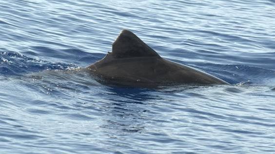 Patenschaftsdelfin "Triangulo" - Rauzahndelfin