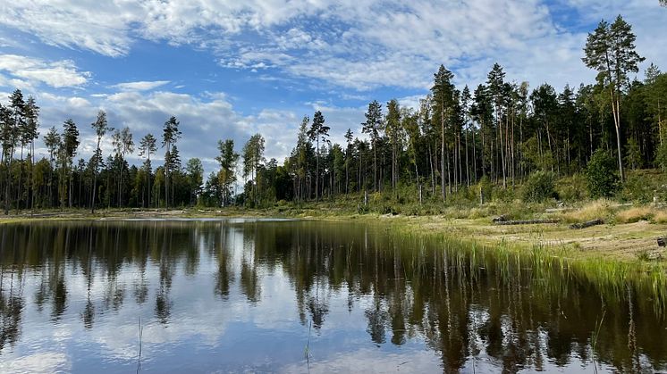 Den nya dammen i Tyrskogen.