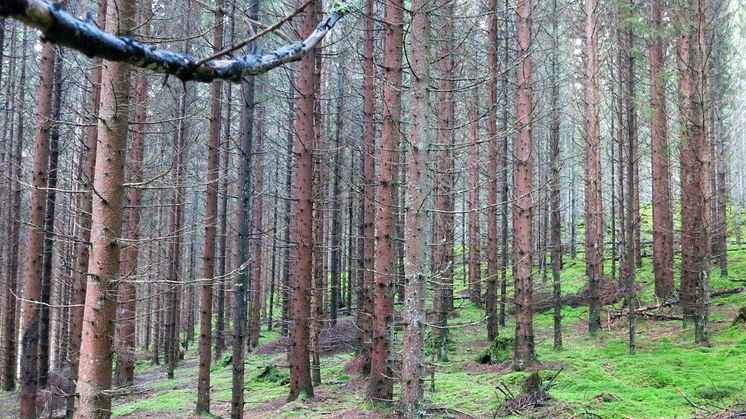 Skötsel för mer kvalitetsvirke från sydsvensk barrskog