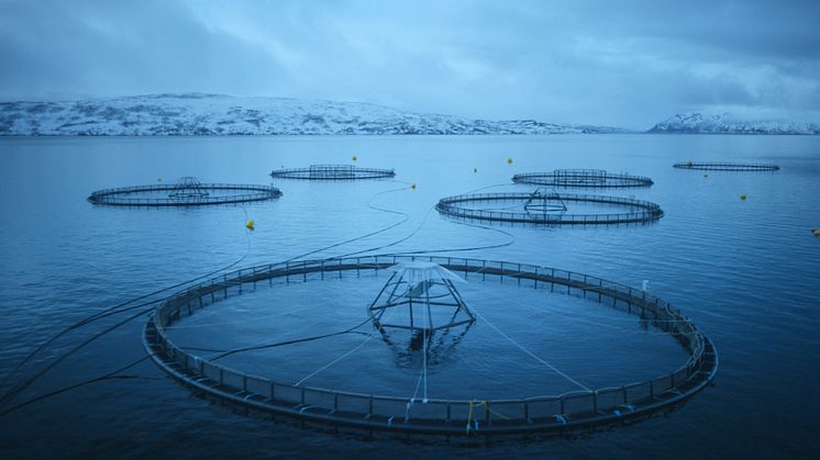 Explosive growth in value of Norwegian seafood exports in July