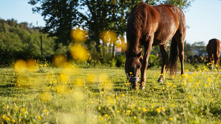 Bristfälligt underlag om hästars påverkan på övergödning
