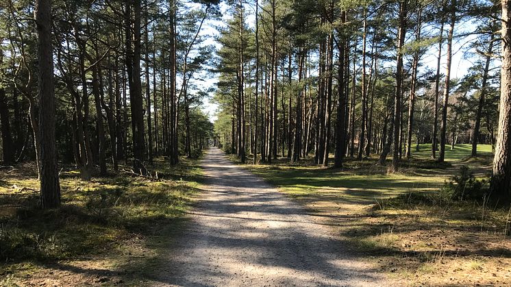 I slutet av september påbörjas arbetet med den nya motionsslingan i Tylösand. Den två kilometer långa slingan kommer att belysas för att möjliggöra motion även under dygnets mörka timmar. 