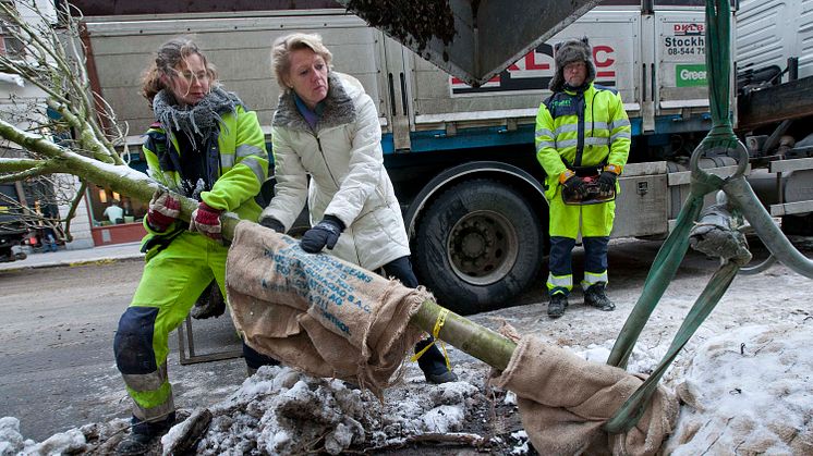 Ulla Hamilton (M): Nya träd planterade på Regeringsgatan i Stockholm