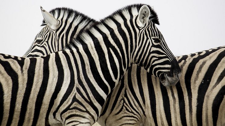 African Tours & Safaris Zebra