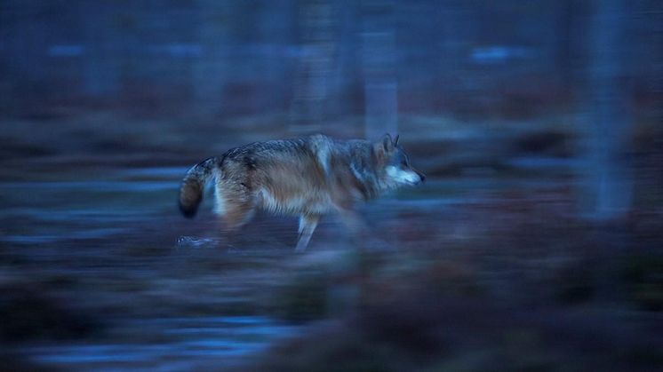 Ulvetider - en utstilling om konflikter rundt ulv, åpner på Anno Norsk skogmuseum. Foto: Bård Næss