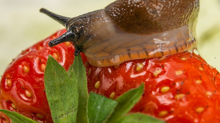 Slug on strawberry_Arion