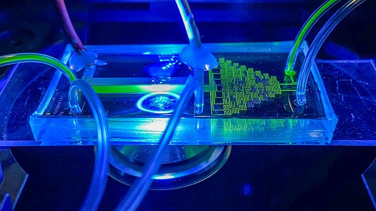 PhenoChip, a microfluidic device for the single cell phenotyping of unicellular phototrophs such as microalgae and cyanobacteria. Picture: Lars Behrendt