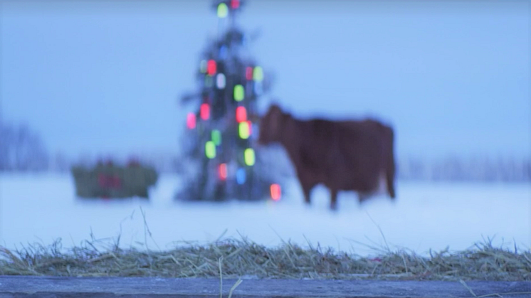 Arla ilahduttaa jouluna vähävaraisten perheiden lapsia Sipoossa