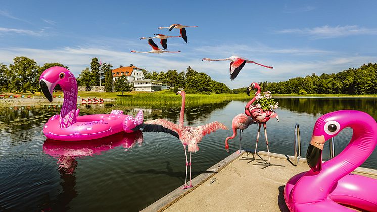 Redan förra sommaren besökte flamingofamiljen Happy Tammsvik under en vecka. Förutsättningarna för att trivas och ha roligt visade sig vara perfekta.