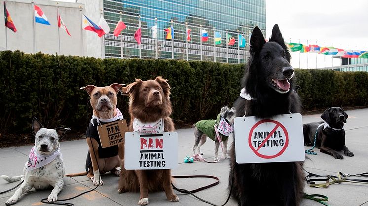 En gruppe hunde er samlet foran FN’s hovedkvarter I NY for at protestere imod dyreforsøg i kosmetikindustrien. Protesten sker i forbindelse med den internationale underskriftskampagne imod dyreforsøg fra The Body Shop og Cruelty Free International.