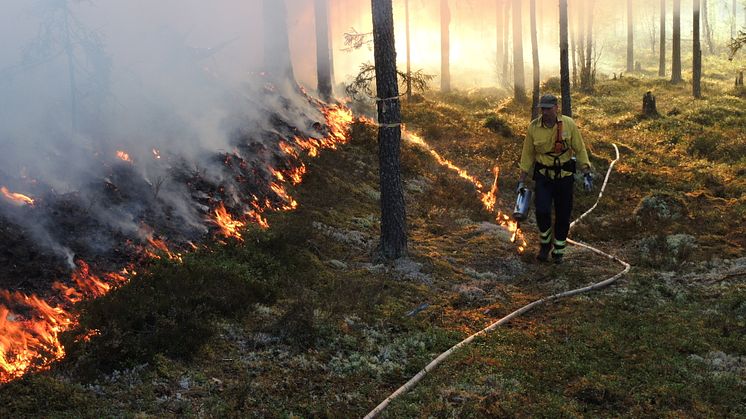 Bild från tidigare naturvårdsbränning. Foto: Länsstyrelsen i Dalarnas län