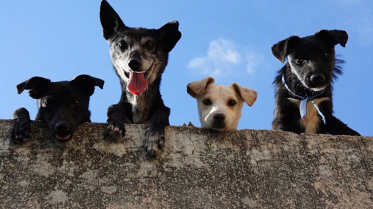 Vi introducerar Hund-Guiden.se: Din ultimata online-resurs för allt som har med hundar att göra