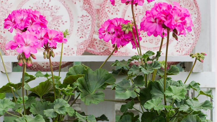 Pelargonium ´Knapa-Trädet´