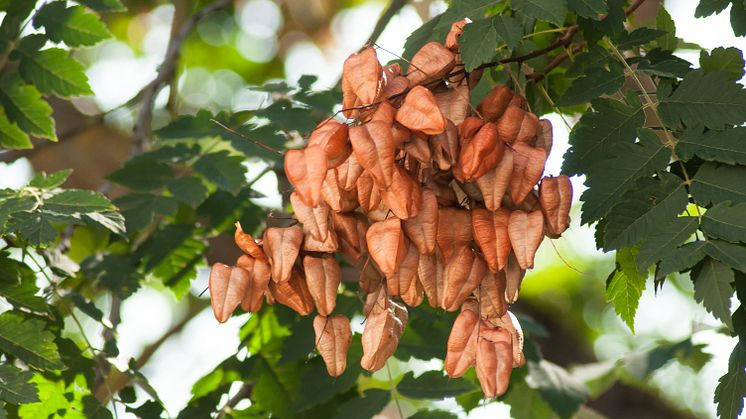 Ett av årets två julträd som planteras till göteborgarna är Koelreuteria paniculata (Kinesträd) som efter blomningen får blåslika fruktkapslar. Foto: Mostphotos