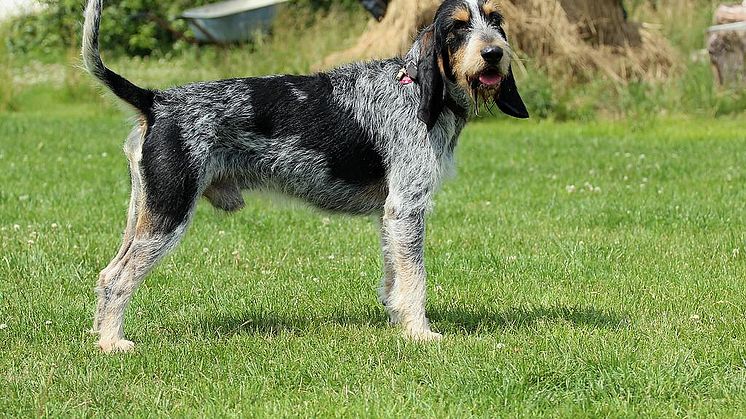 Griffon bleu de gascogne