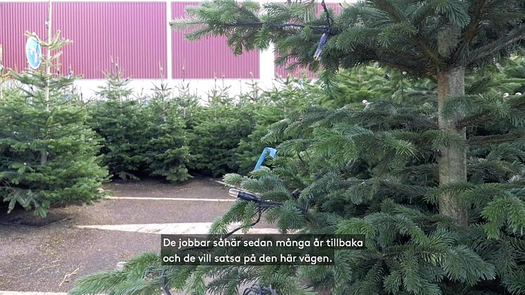 KRAV-märkta granar under Jul på Liseberg i år