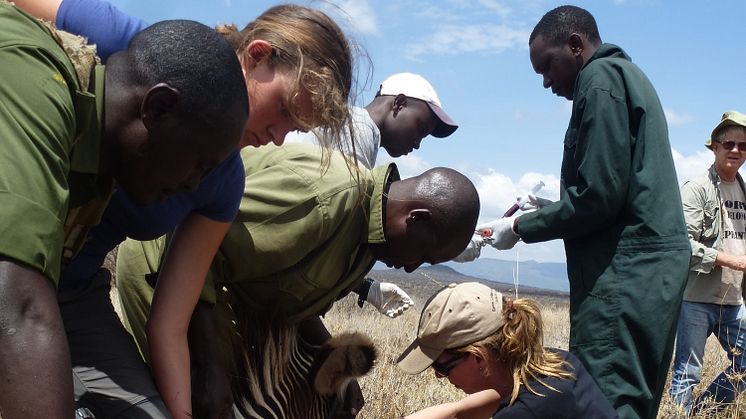 Louise Guevara tar herpesprover på grevyzebror vid besöket i Kenya 2014.