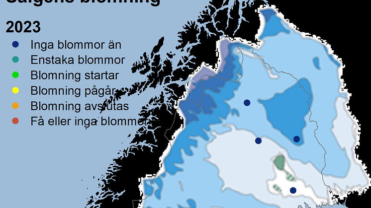 sälg2023snö