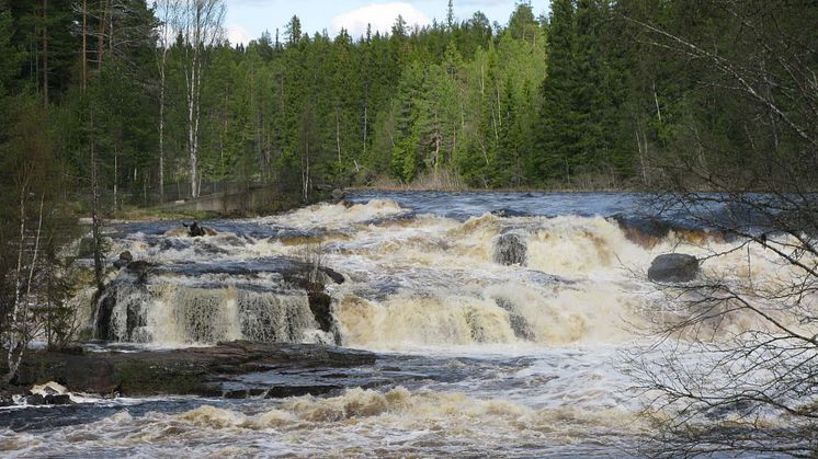 Fjätälvens nedre lopp. Foto: Lennart Bratt