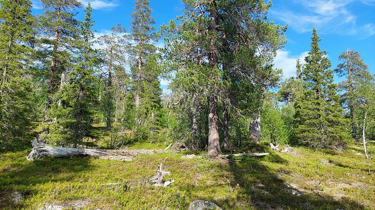 Naturskog. Foto: Christer Johansson